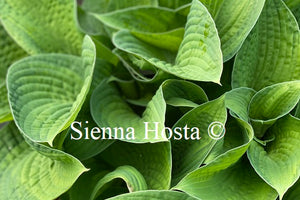 Hosta 'Color Glory'