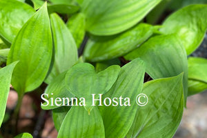 Hosta 'Crimson Desire'