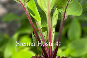 Hosta 'Crimson Desire'