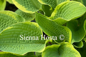 Hosta 'June Moon'