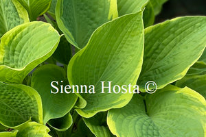 Hosta 'June Moon'