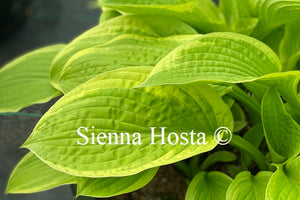 Hosta 'American Dream'