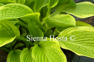 Hosta 'American Dream'