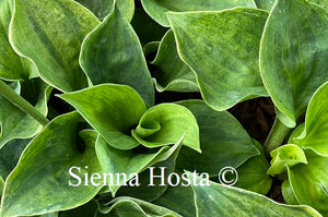 Hosta 'Needlepoint'
