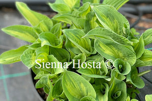 Hosta 'Island Charm'