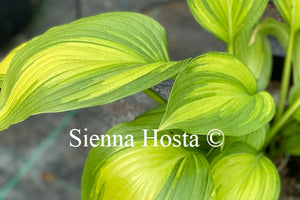 Hosta 'First Love'