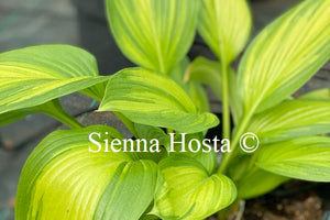 Hosta 'First Love'