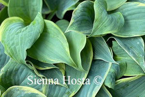 Hosta Blue Flame