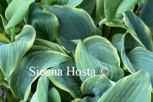 Hosta Blue Flame