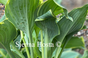 Hosta Blue Flame