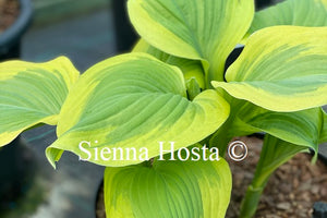 Hosta 'Sweet Innocence'