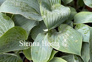 Hosta Theo's Blue