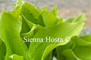 Hosta 'Templar Gold'