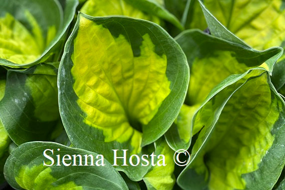 Hosta 'Sunset Grooves'