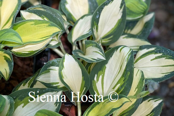 Hosta Eleanor Latchman