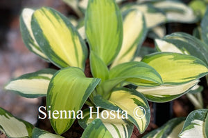 Hosta Eleanor Latchman