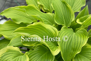 Hosta 'Happy Valley'