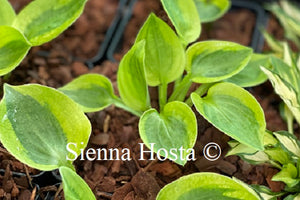 Hosta Glad Rags