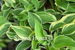 Hosta 'Rock Island Line'