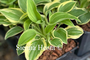 Hosta 'Rock Island Line'