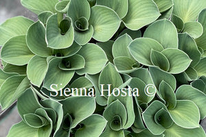 Hosta 'Blue Mouse Ears'