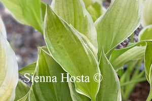 Hosta 'Spring Break'