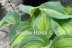 Hosta 'Super Nova'