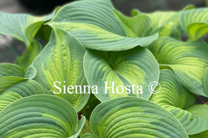 Hosta 'Super Nova'