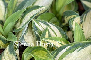 Hosta Light of Day