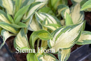 Hosta Light of Day