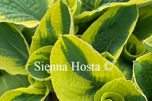 Hosta 'Mike Shadrack'