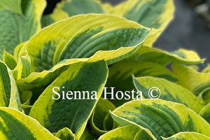 Hosta 'Mike Shadrack'