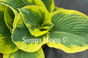 Hosta 'Mike Shadrack'