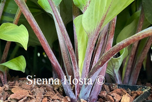 Hosta Holar Rising Flame