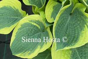 Hosta 'Mount Tom'