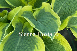 Hosta 'Mount Tom'