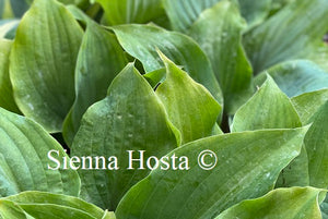 Hosta Holar Rising Flame