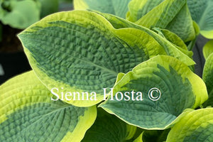 Hosta 'Mount Tom'