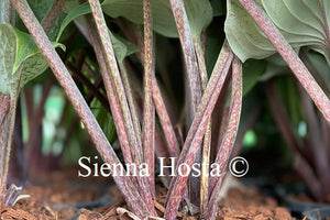 Hosta Jack Berry