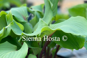 Hosta 'Harry van de Laar'