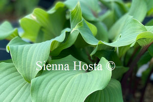 Hosta 'Harry van de Laar'