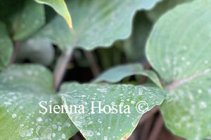 Hosta Jack Berry
