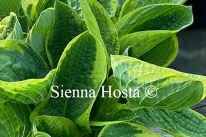 Hosta 'Christmas Tree'