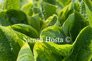 Hosta 'Christmas Tree'