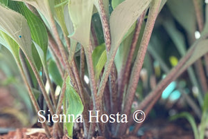 Hosta 'Blushing Blue'