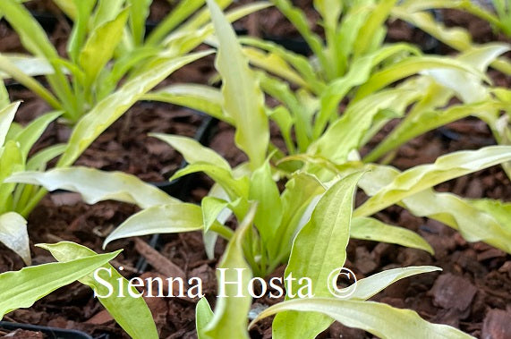 Hosta 'Atom Smasher'