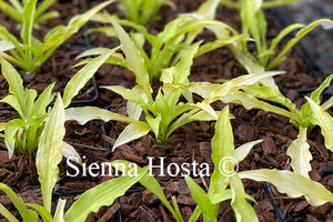 Hosta 'Atom Smasher'