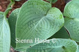 Hosta Gentle Giant