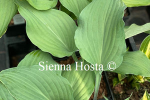 Hosta 'Red Wine Fries'