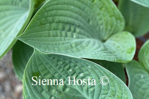 Hosta Gentle Giant